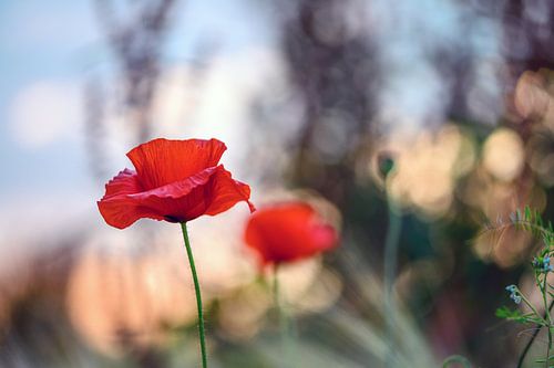  Le pavot dans le champ de maïs