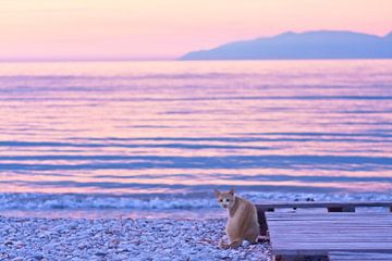Kat met zonsondergang aan zee