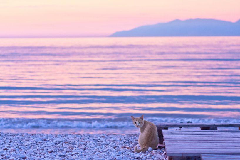 Cat with sunset by the sea by Gig-Pic by Sander van den Berg