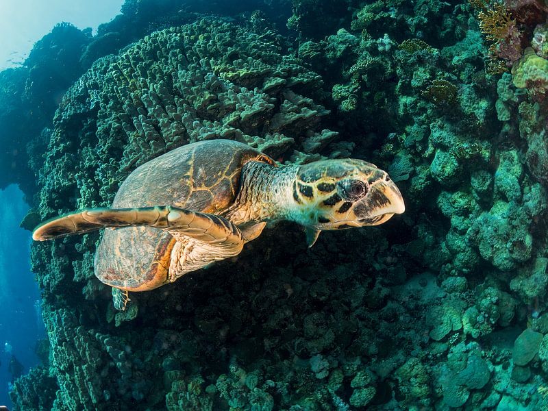 Hawksbill Turtle by Ilan Ben Tov