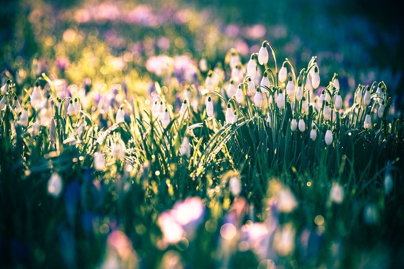 Perce-neige parmi les crocus par Jo Van Herck