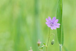 Wiese mit Blumen von Christina Neuhaus-Petrosino