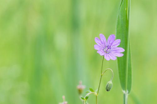 Weide met bloemen