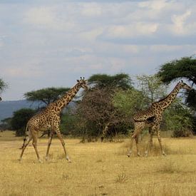 giraffes van marjolein veldman