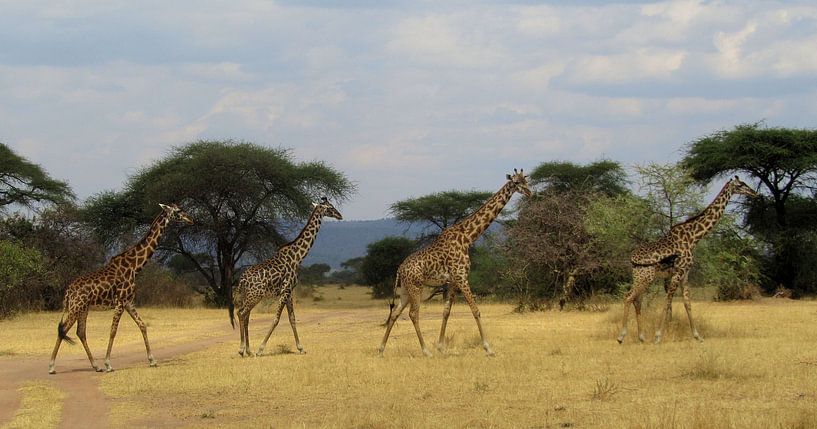 giraffes van marjolein veldman