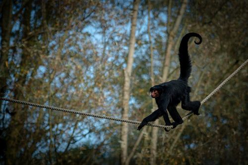 Roodgezicht slingeraap