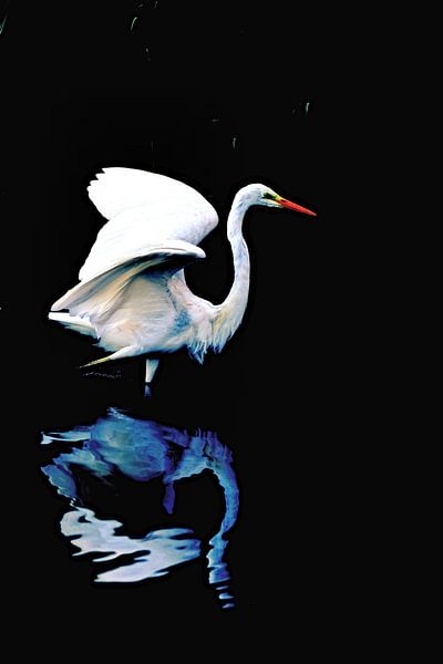 Egret on black by Niels Jansen