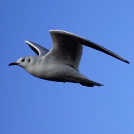 seagull in the air by Tobias Van der ploeg