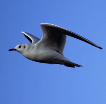 seagull in the air sur Tobias Van der ploeg