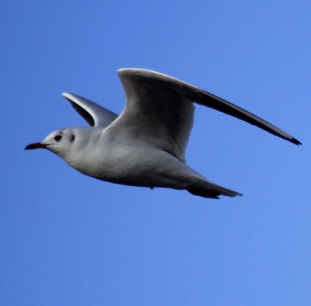 seagull in the air by Tobias Van der ploeg