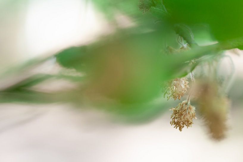 Soft focus abstracte natuur van Tot Kijk Fotografie: natuur aan de muur