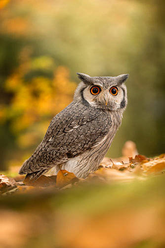 Zwerggelbschwanz in Herbstfarben – stimmungsvolle Naturfotografie