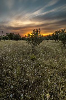 Magnifique coucher de soleil orange à Lorgues, France. 