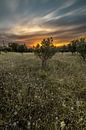 Mooie oranje zonsondergang in Lorgues, Frankrijk.  van Tim Laan thumbnail