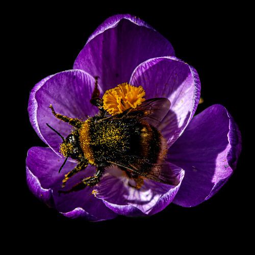 Goudzoeker in het voorjaarslicht