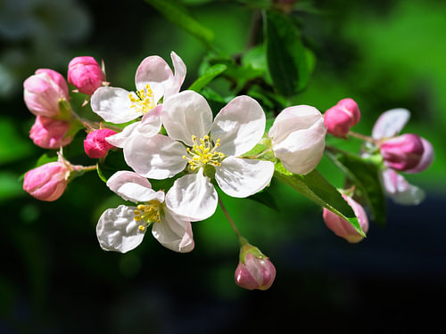 Appelbloesems en roze knoppen in het lentelicht