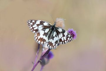 Geruite vlinder op een distel van Mario Plechaty Photography