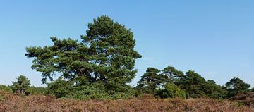 Groupe de vieux pins sylvestres sur Wim vd Neut