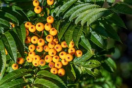 Close up of orange rowan berries by ManfredFotos