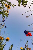 Blumenwiese