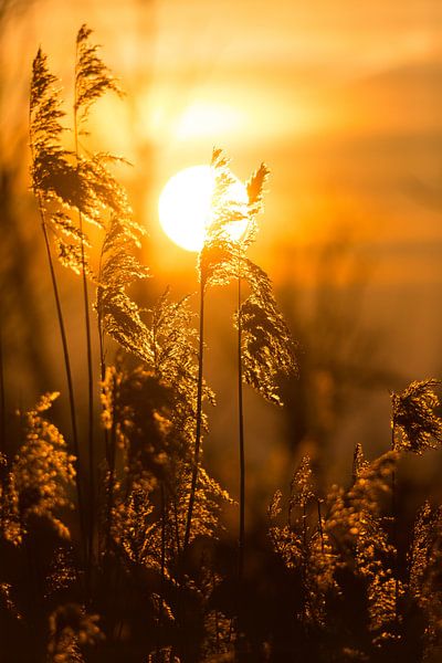 Natuur | Ondergaande zon achter riethalmen van Servan Ott