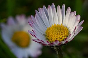 Gänseblümchen