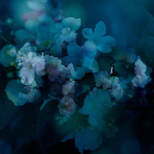 BLÜHEN IN AQUA von Ted van den Aarssen