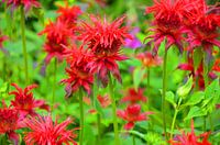 Flowers in bloom
