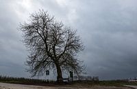 Lonely bare tree and empty Farmland with dark blue rainclouds in by Werner Lerooy thumbnail