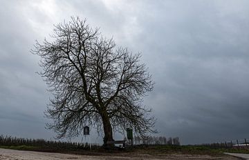 Lonely bare tree and empty Farmland with dark blue rainclouds in by Werner Lerooy
