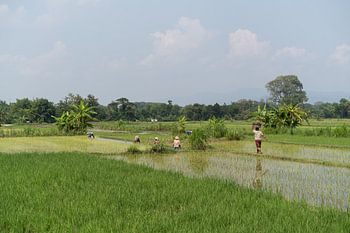 Travailler dans les rizières Java