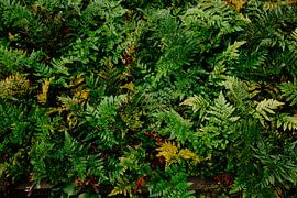 Natuur van Myrthe Vlasveld