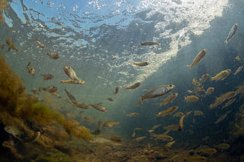 Onderwaterlandschap