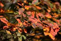 herfstbladeren