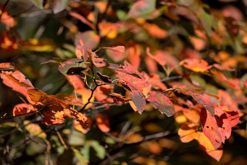 herfstbladeren by Petra De Jonge