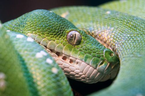 Green tree python