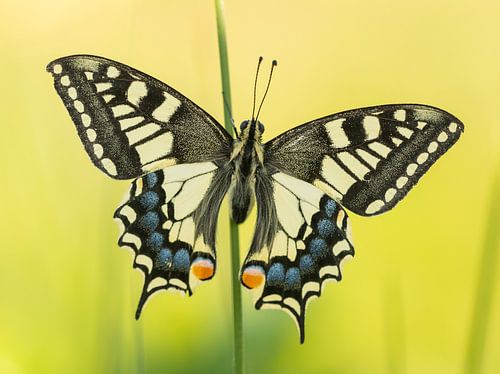 Wärmender Schwalbenschwanz im Morgenlicht