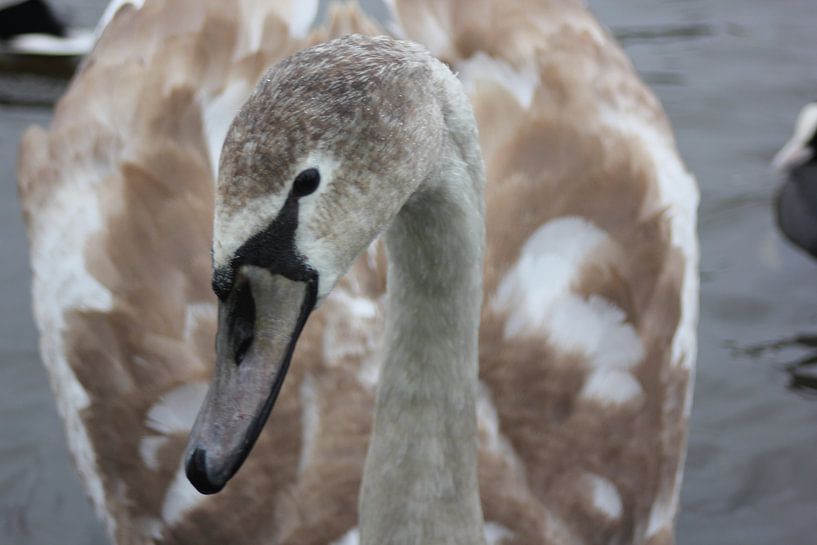 Nieuwsgierigheid! von fernando dijkman