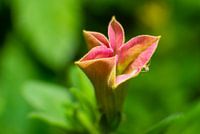 Pink Mini Petunia macro
