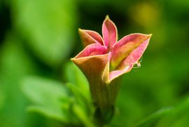 Pink Mini Petunia macro van Johan Slagers