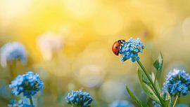 Forget-me-not flower with ladybird by Bo Valentino