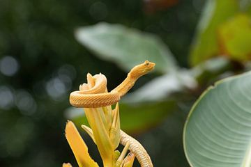 Yellow eyelash palm pitviper, Costa Rica by Mirjam Welleweerd