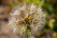 Flying seeds like on the dandelion