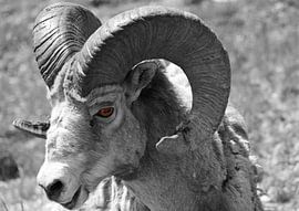 Schwarz-Weiß-Foto von Dickhornschaf mit braunem Auge in Kanada von Fotograaf Remco