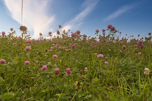 Clover flowers in a meadow. Meadow of flowers in green and pink.