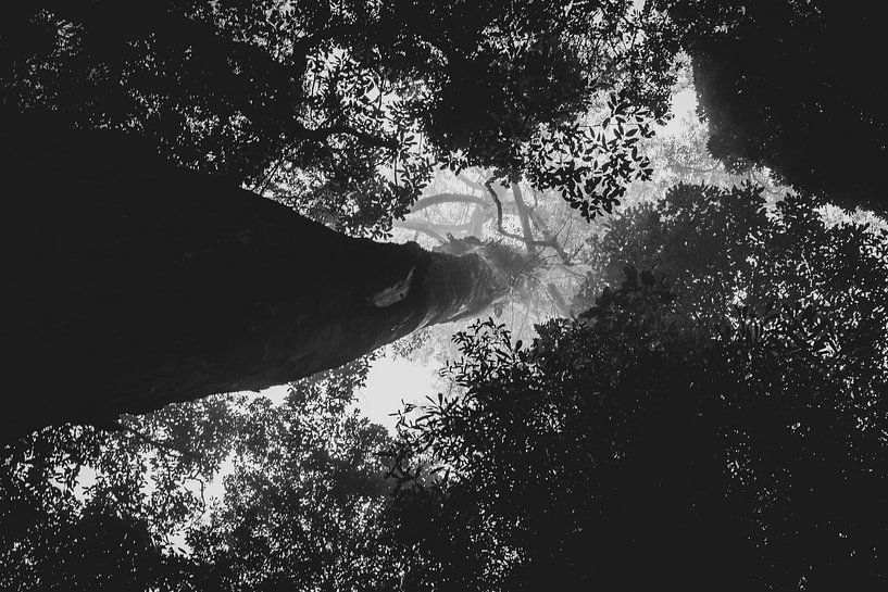 kijk omhoog langs de stam van een boom van Ennio Brehm