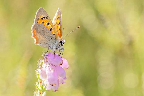 Vuurvlinder op roze dopheide