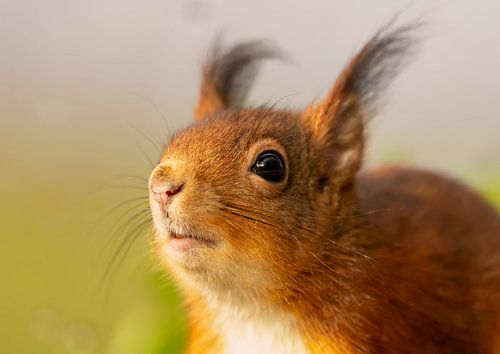 Red squirrel