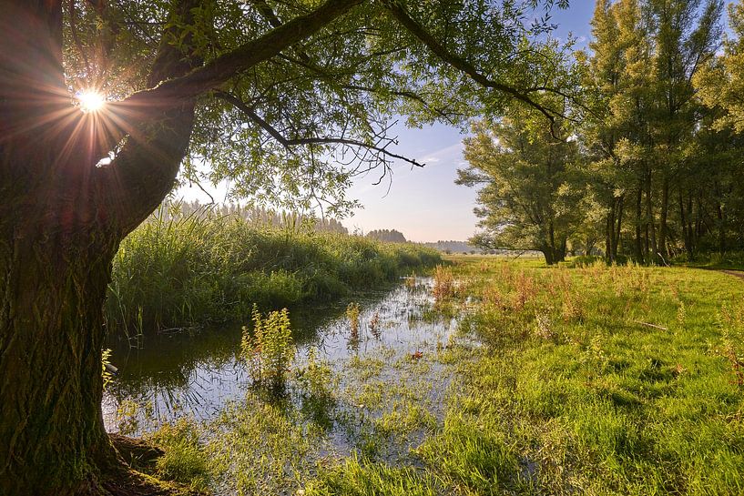 Shining sun in nature reserve Horsterwold by Jenco van Zalk