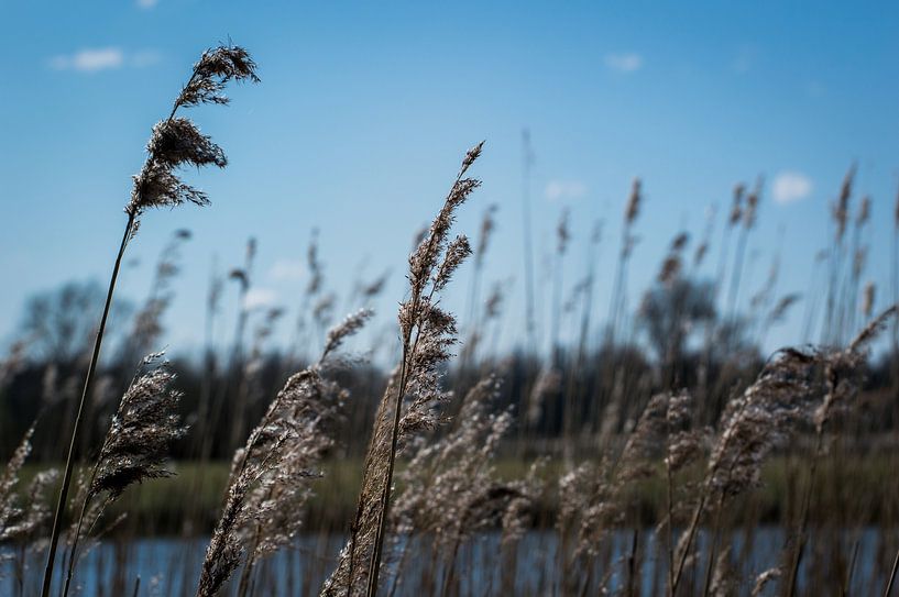 Reed by Rick Koppelaar